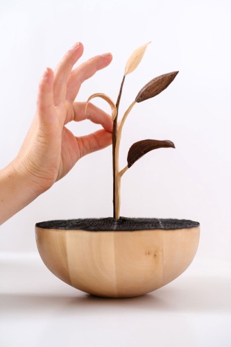 „Keim!“ 2024, Nuss und Lindenholz, 17 x 30 cm 